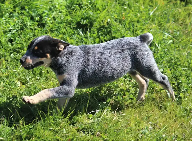 The Health Benefits of Owning a Dog: A Prescription for Well-Being