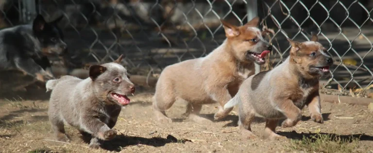 Blue Heeler Myths Debunked: Separating Fact from Fiction about this Unique Breed