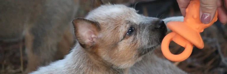 Preparing for Your New Australian Cattle Dog: Must-Have Supplies and Training Tips