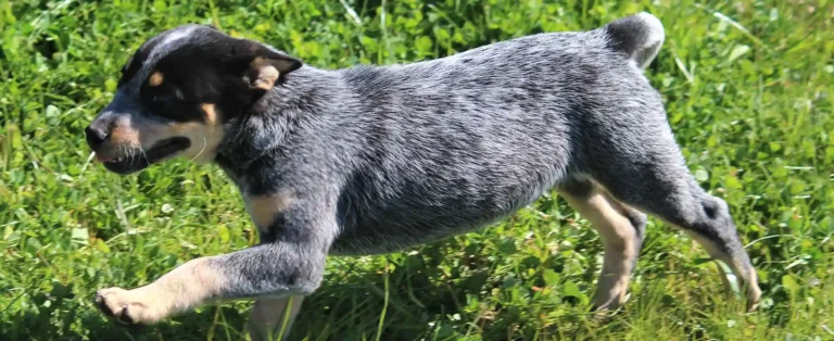 The Best Dog Food for Blue Heelers