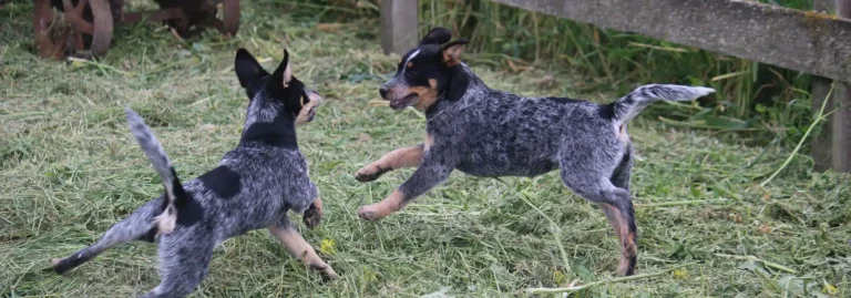 How To Train an Australian Cattle Dog