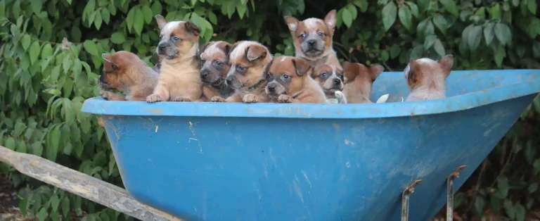 Ethical Dog Breeders: Nurturing Happy and Healthy Canine Companions