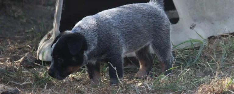 Are Queensland Heelers a Good Fit for My Family?