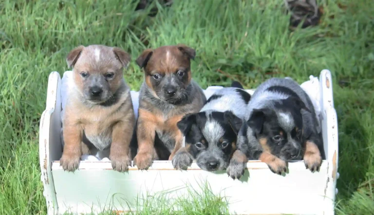 Unveiling the Remarkable Australian Cattle Dog: A Breed Guide
